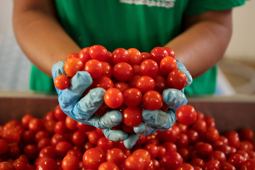 Pomodori