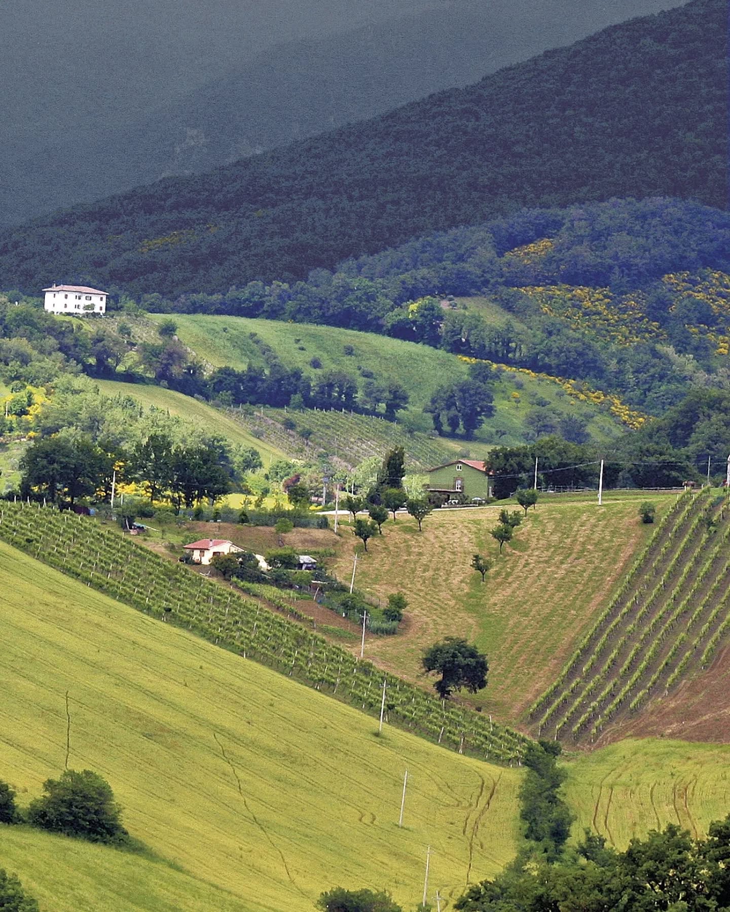 Matelica