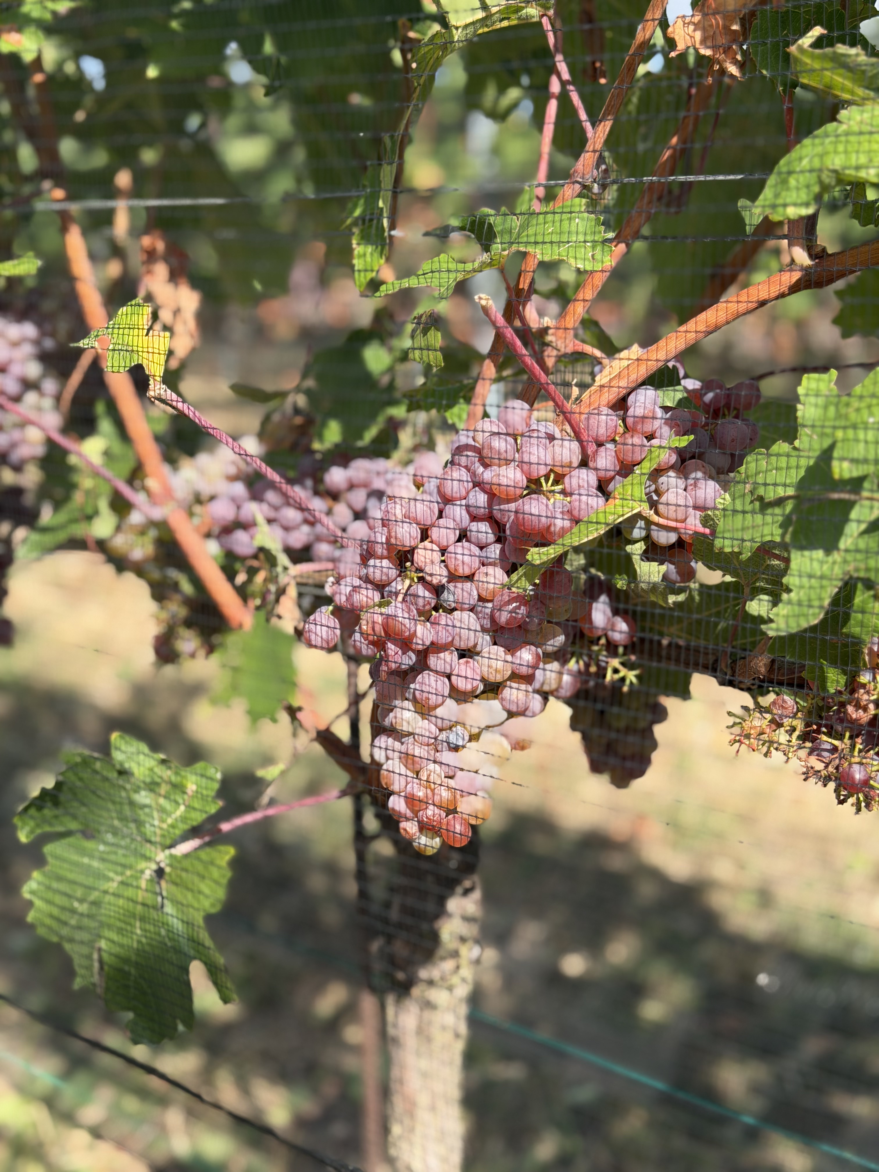 Trauben am Weinstock