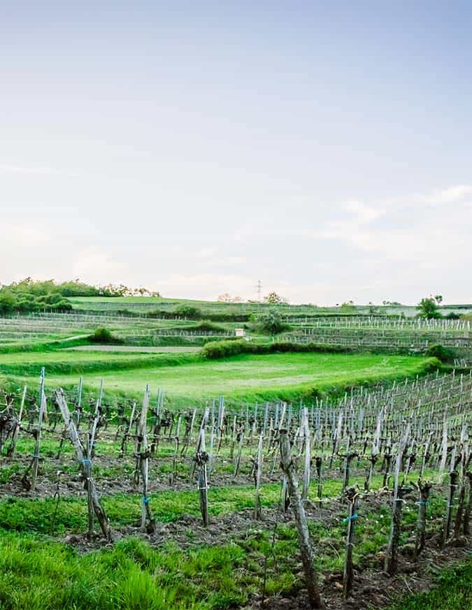 bioweingut_gruber43_weine_weingarten_lagen