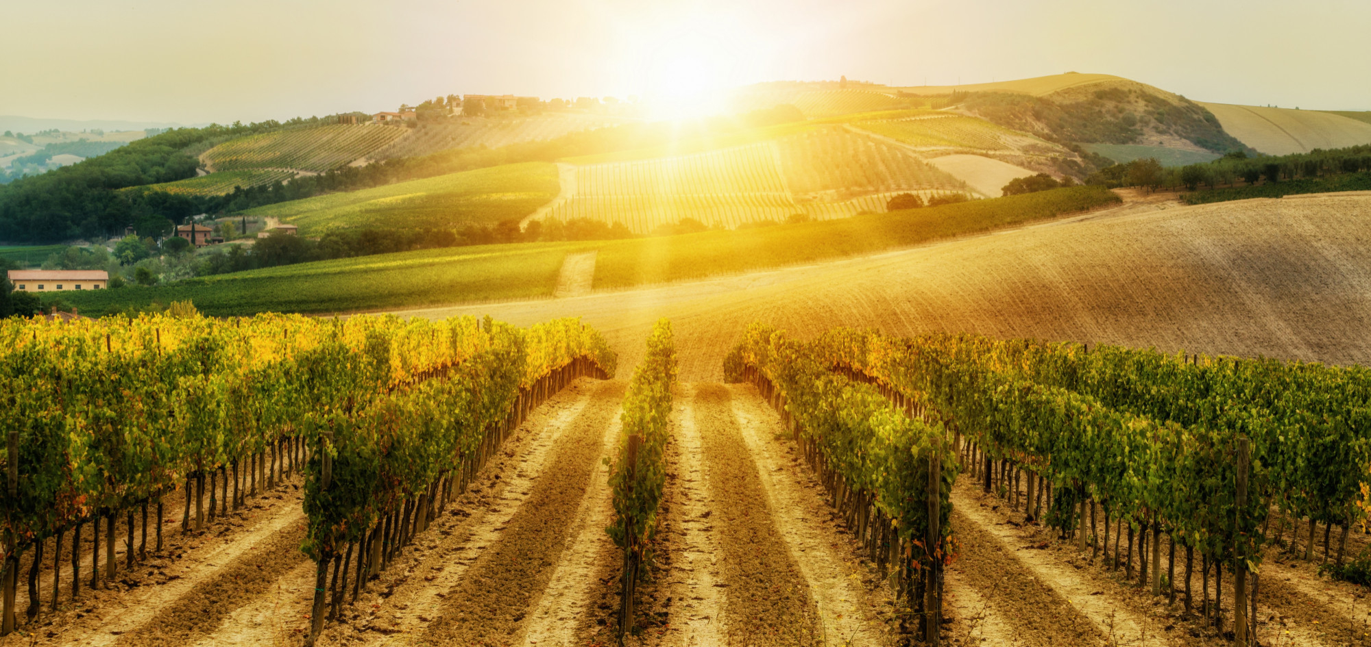 vineyard-landscape-tuscany-italy