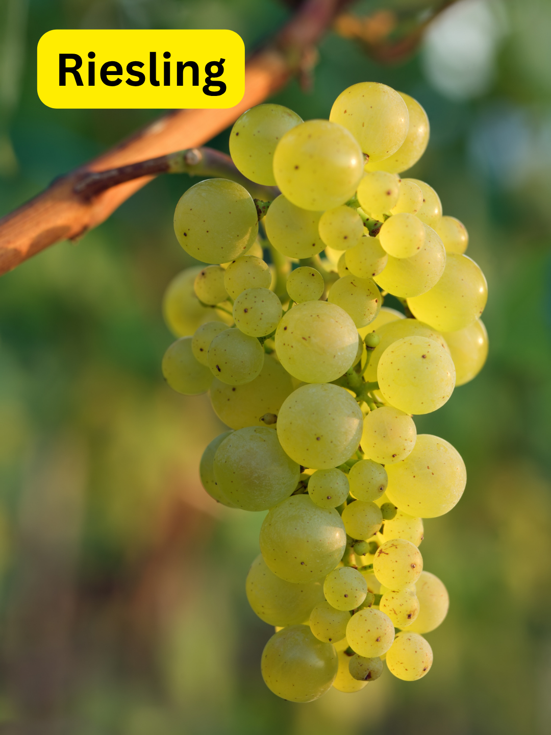 Rieslingverkostung - es muss nicht immer Wachau, Mosel oder Rheingau sein...