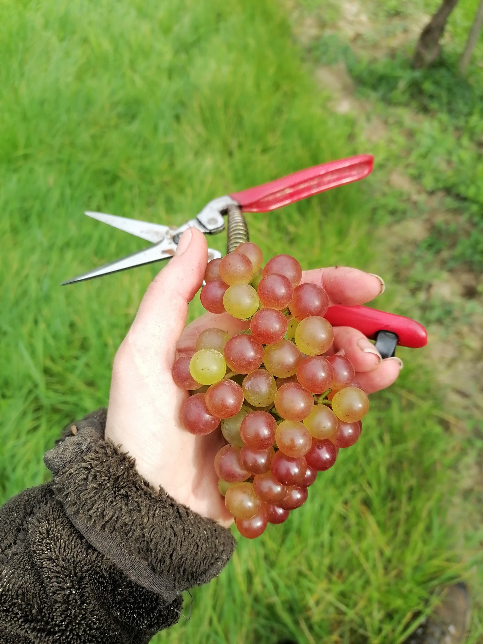 Veltliner - gibts nicht nur in Grün